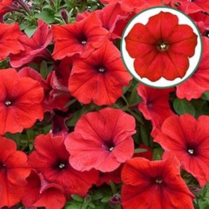 Afbeelding van Petunia P12 Red